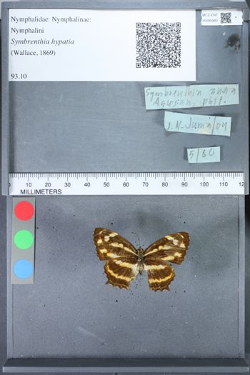 Media type: image;   Entomology 80980